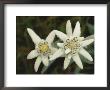 Close View Of An Edelweiss Flower by Norbert Rosing Limited Edition Print