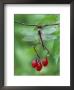 Dragonfly On Branch by Nancy Rotenberg Limited Edition Pricing Art Print