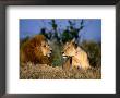 Lion And Lioness Mating Couple At Rest, Masai Mara National Reserve, Rift Valley, Kenya by Mitch Reardon Limited Edition Print