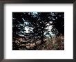 View Through The Branches Of Lebanon's Famous Cedar Trees by Ira Block Limited Edition Print