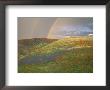 Hills With Poppies And Lupine With Double Rainbow Near Gorman, California, Usa by Jim Zuckerman Limited Edition Print