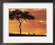 Gazelle Grazing Under Acacia Tree At Sunset, Maasai Mara, Kenya by John & Lisa Merrill Limited Edition Pricing Art Print