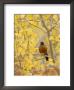 Male American Robin In Aspen Tree, Grand Teton National Park, Wyoming, Usa by Rolf Nussbaumer Limited Edition Pricing Art Print