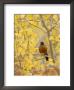 Male American Robin In Aspen Tree, Grand Teton National Park, Wyoming, Usa by Rolf Nussbaumer Limited Edition Print