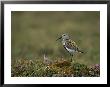 Portrait Of A Dunlin, Calidris Alpina by Norbert Rosing Limited Edition Pricing Art Print