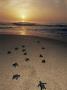 Kemp's Ridley Turtle Hatchlings Head For The Sea From Protected Nests, Rancho Nuevo, Gulf Of Mexico by Doug Perrine Limited Edition Print