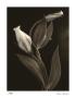 White Lisianthus Iv by Donna Geissler Limited Edition Print