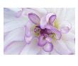 Purple Flower by Michele Westmorland Limited Edition Print