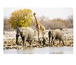 African Elephants And Giraffe At Watering Hole, Namibia by Joe Restuccia Iii Limited Edition Print