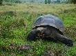 Riesenschildkroetenbulle Auf Galapagos by Oliver Schwartz Limited Edition Print