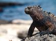 Landleguan Auf Galapagos by Oliver Schwartz Limited Edition Print