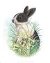 Black And White Rabbit by Alan Baker Limited Edition Pricing Art Print