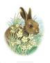 Brown Rabbit by Alan Baker Limited Edition Print
