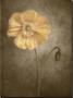 Poppy I by Dianne Poinski Limited Edition Print