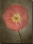 Poppy Iii by Dianne Poinski Limited Edition Pricing Art Print