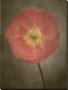 Poppy Iii by Dianne Poinski Limited Edition Print