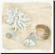 Shells Iv by Judy Mandolf Limited Edition Print