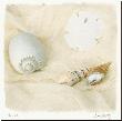 Shells Ii by Judy Mandolf Limited Edition Print