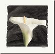 Calla Lily by Judy Mandolf Limited Edition Pricing Art Print