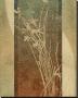 Tall Grasses I by Eloise Ball Limited Edition Print