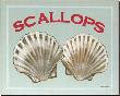 Scallops by Catherine Jones Limited Edition Print