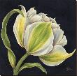 Fleur Blanche by Constance Lael Limited Edition Print