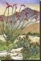 Ocotillo Morning by Anna Balentine Limited Edition Print