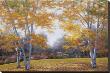 Autumn Birch by Diane Romanello Limited Edition Pricing Art Print