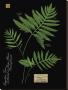 Sensitive Fern by Brian Foster Limited Edition Pricing Art Print