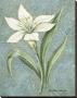 White Lilly by Kate Mcrostie Limited Edition Print