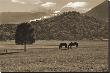 Mancos Morning In Sepia by Barry Hart Limited Edition Print