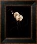 White Phalaenopsis Orchids by Alan Majchrowicz Limited Edition Print