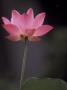 Lotus Flower In Bloom, Cambodia by Russell Young Limited Edition Print