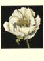 Dramatic Poppy Ii by Jennifer Goldberger Limited Edition Print