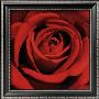 Red Rose by Laurent Pinsard Limited Edition Pricing Art Print