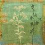 Eco-Floral Ii by Chris Donovan Limited Edition Pricing Art Print