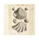 Shell Detail by Michele Mercati Limited Edition Print