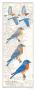 Eastern Bluebird by David Sibley Limited Edition Pricing Art Print