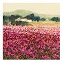 Le Jardin Rouge, Provence by Hazel Barker Limited Edition Print