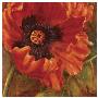 Red Poppy by Nicole Etienne Limited Edition Pricing Art Print