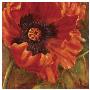 Red Poppy by Nicole Etienne Limited Edition Print