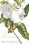 Magnolia Maxime by Georg Dionysius Ehret Limited Edition Print