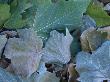 Frosted Leaves On The Ground In Late Autumn. Winchester, Hampshire, Uk by Adam Burton Limited Edition Print