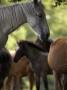 New Forest Ponies In Woodland, Hampshire, England by Adam Burton Limited Edition Print