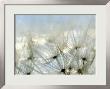 Close View Of Dandelion Seeds, Groton, Connecticut by Todd Gipstein Limited Edition Print