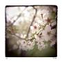 Cherry Blossoms by Rebecca Tolk Limited Edition Pricing Art Print