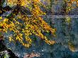 Yellow Leaves by Nejdet Duzen Limited Edition Print
