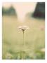 Flower Portrait Ii by Meghan Mcsweeney Limited Edition Pricing Art Print