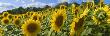 Field Of Sunflowers by Images Monsoon Limited Edition Pricing Art Print