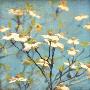 Dogwood I by Amy Melious Limited Edition Print